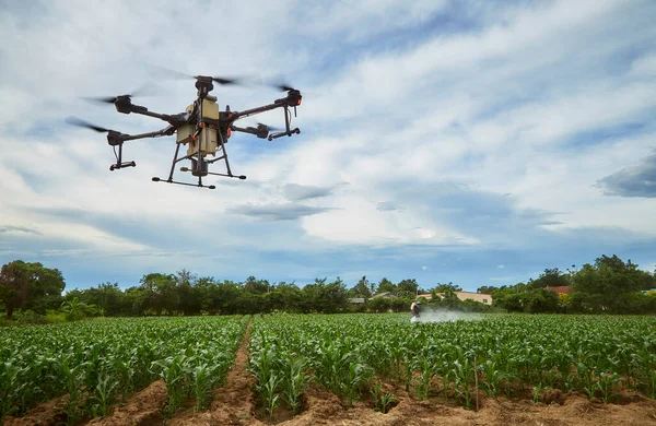 Smart Farming Agriculture Drohne Fliegt Zum Sprühen Auf Maisfelder Farmer — Stockfoto