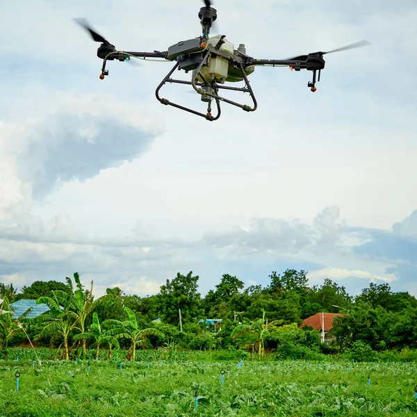 Panorama Landwirtschafts Drohne Fliegt Versprühtem Dünger Auf Grünkohl Feld Smart — Stockfoto