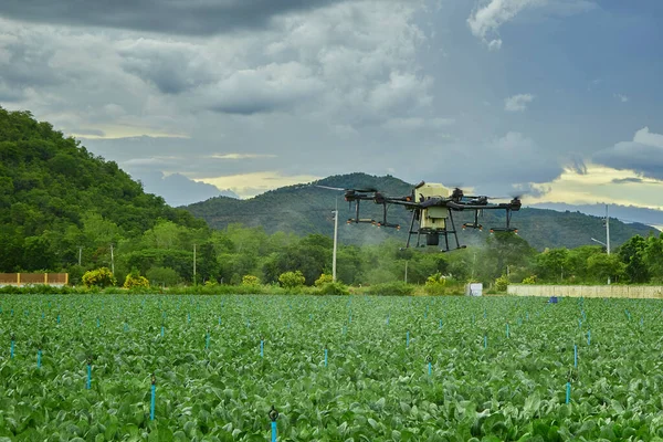 Panorama Landwirtschafts Drohne Fliegt Versprühtem Dünger Auf Grünkohl Feld Smart — Stockfoto