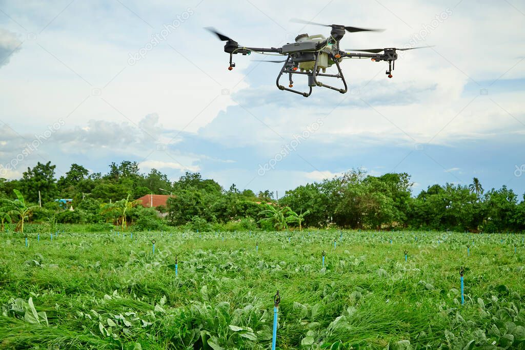 Panorama agriculture drone fly to sprayed fertilizer on Kale field, smart farmer use drone smart technology concep