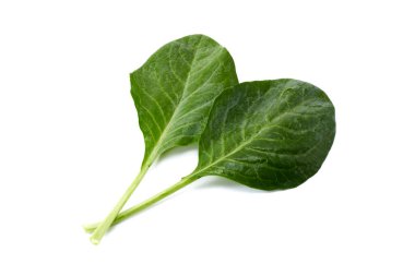 Beyaz arka planda taze Çin lahana sebzesi üzerine su damlaları