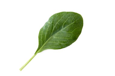 Beyaz arka planda taze Çin lahana sebzesi üzerine su damlaları