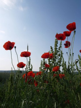 Kırmızı gelincikler tarlada