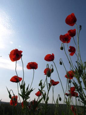 Kırmızı gelincikler tarlada