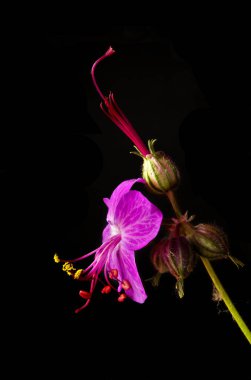 Siyah arkaplan üzerine sardunya makrhizum