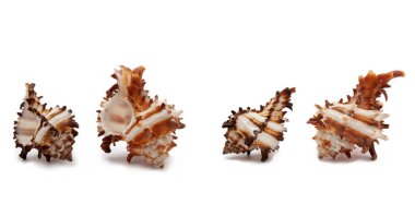 Beyaz arka planda iki deniz kabuğu izole edilmiş.