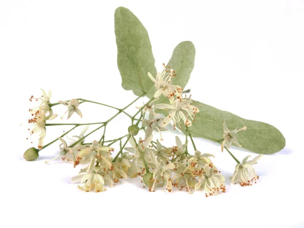 Branch Blossoming Flowers Isolated White Background — Stock Photo, Image