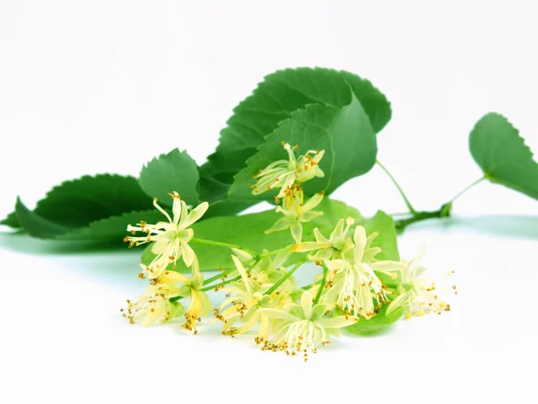 Zweig Mit Blühenden Blumen Isoliert Auf Weißem Hintergrund — Stockfoto