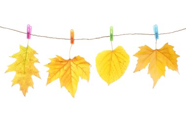 Sonbahar yaprakları ve elbise askıları, beyazlar üzerinde izole.