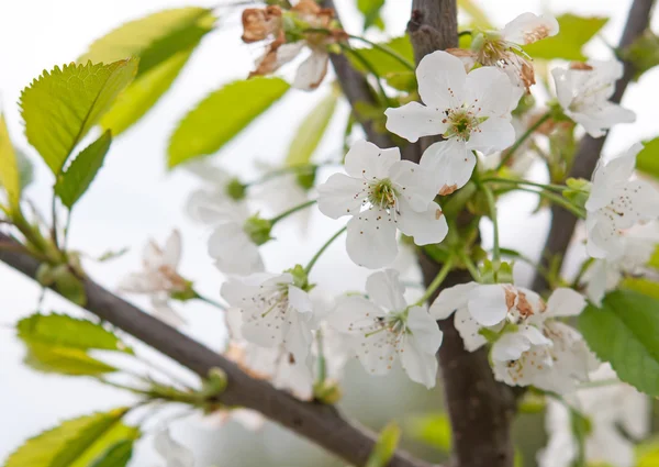 En blommande körsbärsträd — Stockfoto