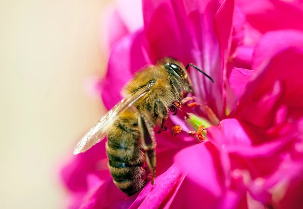 Uma abelha coleta — Fotografia de Stock