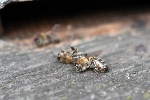 Mrtvé včely — Stock fotografie