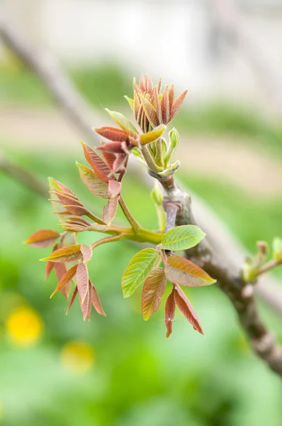 Leaves of walnut — Stock Photo, Image