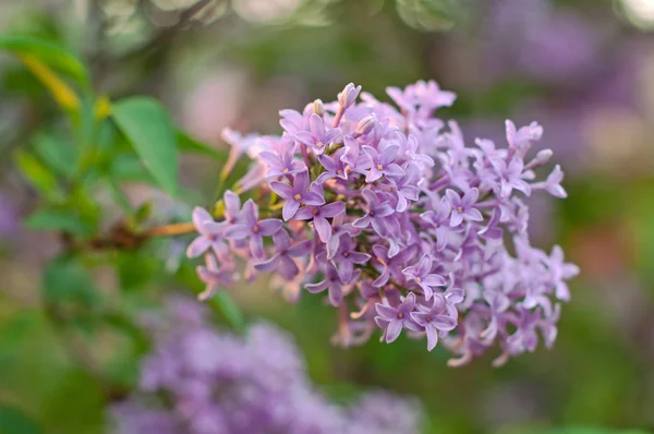 Flores de color lila — Foto de Stock