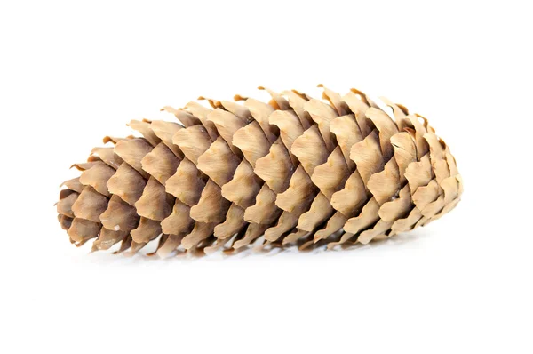 A pine cone — Stock Photo, Image