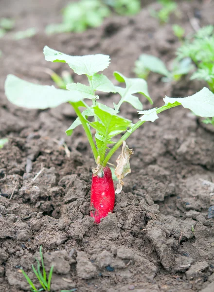 Radishes in the field — Stock Photo, Image