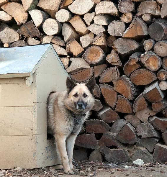 Un chien de brebis — Photo