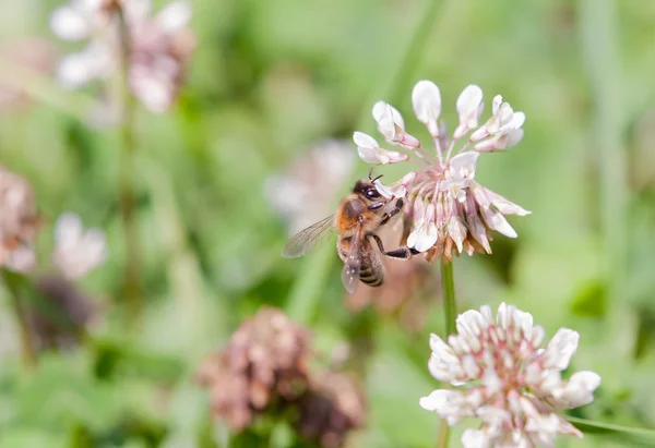 Bee op klaver — Stockfoto