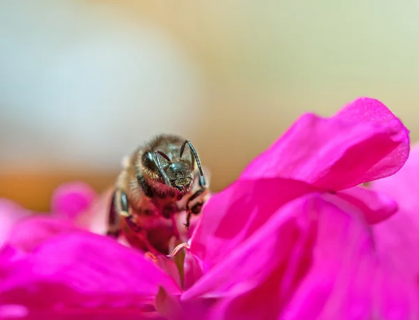 Una abeja recogiendo —  Fotos de Stock