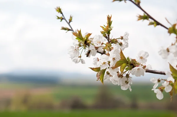 En blommande körsbärsträd — Stockfoto