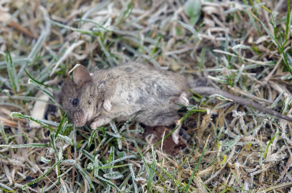 Ratón salvaje muerto — Foto de Stock