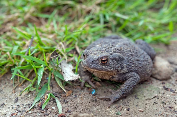 Sapo Fechar — Fotografia de Stock