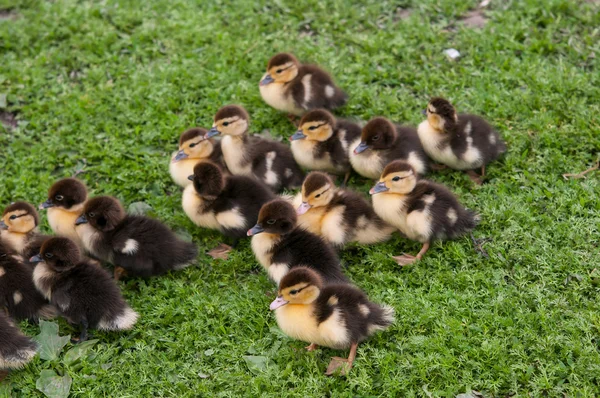 Een eend kippen — Stockfoto