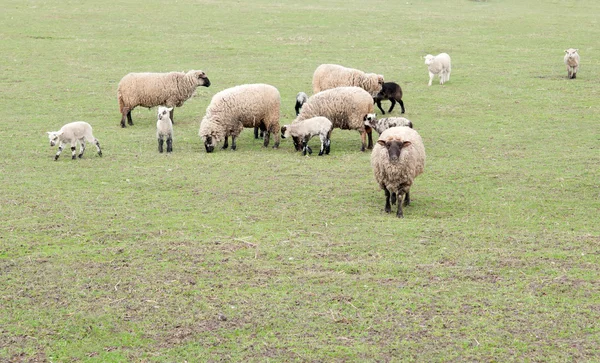 荷兰的羊 — 图库照片
