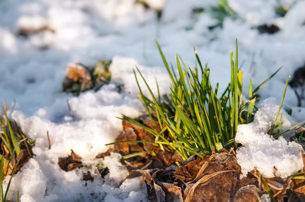 Gräs i snö — Stockfoto