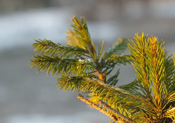 Naaldboom in het voorjaar — Stockfoto