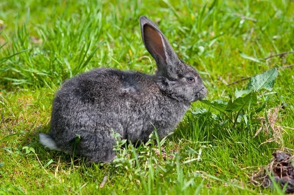 Ein kleines Kaninchen — Stockfoto