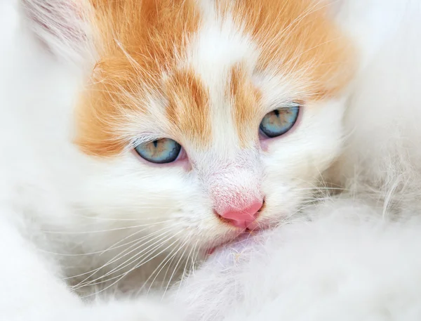 A newborn kitten — Stock Photo, Image