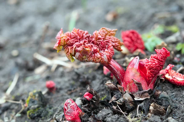 Rhubarb close up — Stock Photo, Image