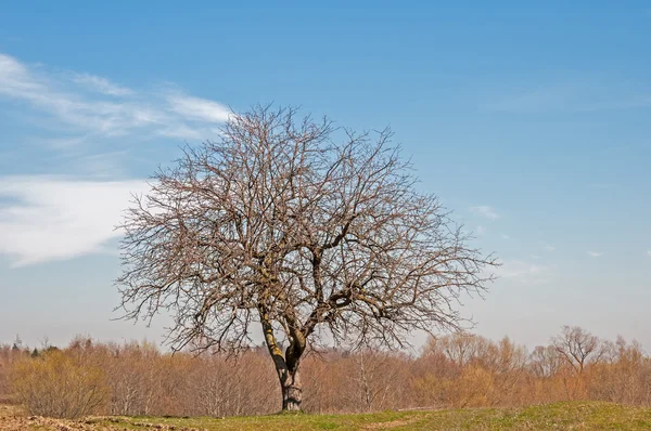 Uma árvore de primavera — Fotografia de Stock