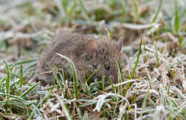 Un ratón salvaje — Foto de Stock