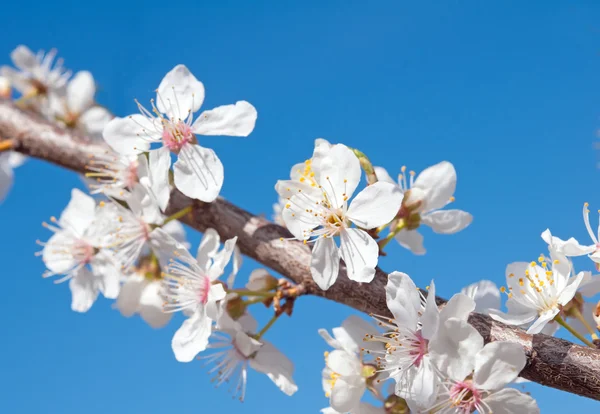 Vita körsbär blommor — Stockfoto