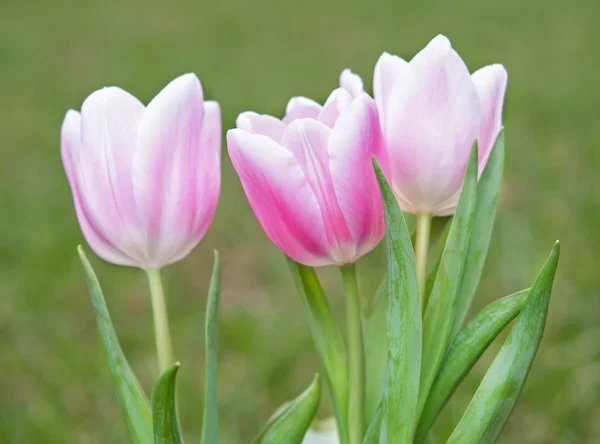 A tulip pot — Stock Photo, Image