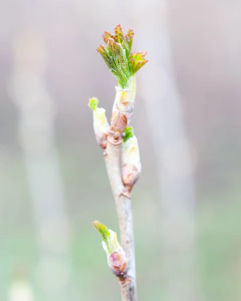 Un bourgeon d'arbre — Photo