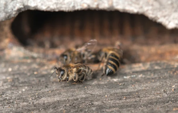 Une abeille morte — Photo