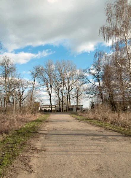 Březové stromy — Stock fotografie