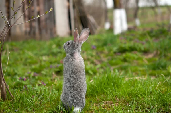 En liten kanin — Stockfoto