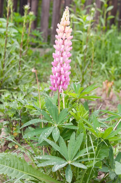 Lupinus yakın çekim — Stok fotoğraf