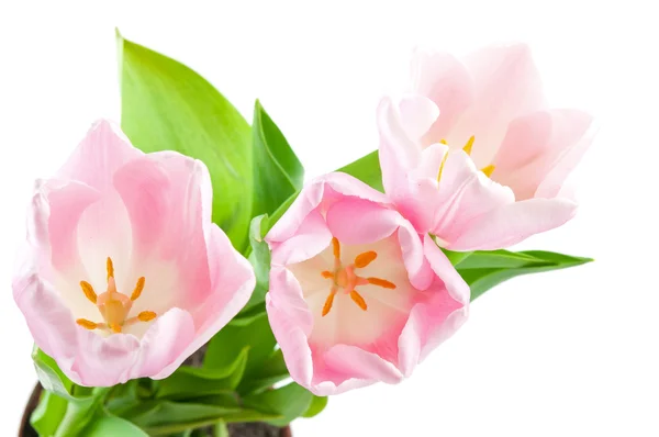 A pink tulips — Stock Photo, Image