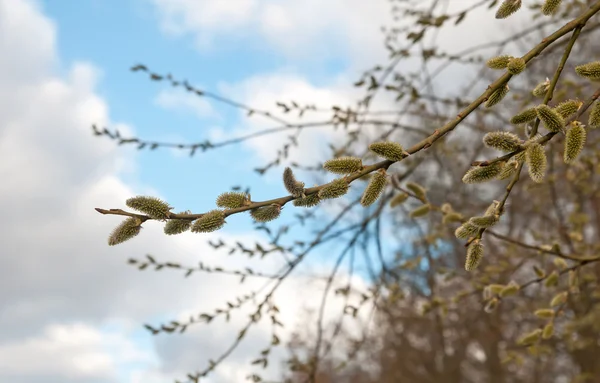 Une branche de saule — Photo