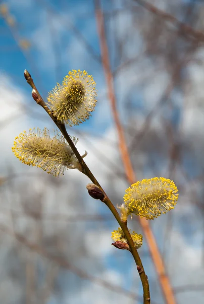 Un bourgeon de saule — Photo