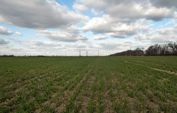 A winter wheat — Stock Photo, Image