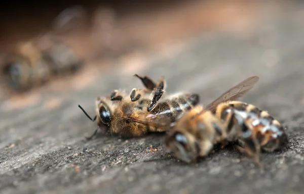 Une abeille morte — Photo