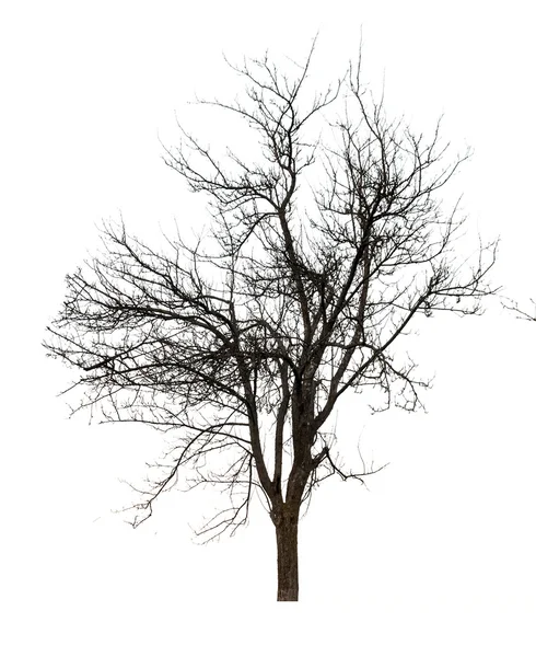 Un albero morto — Foto Stock