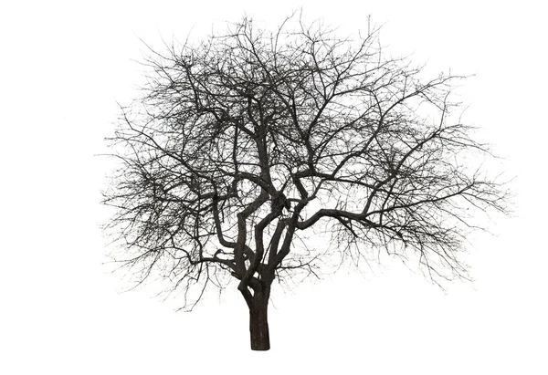 Un albero isolato — Foto Stock