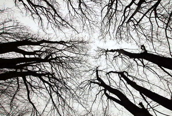 View through the treetop of a dark forest with big trees